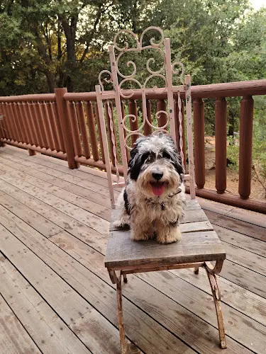Dog Grooming Cute Pets Grooming San Marcos