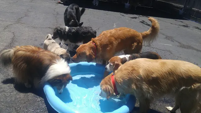 Dog day care center Klub K9 Play Center Santa Clara