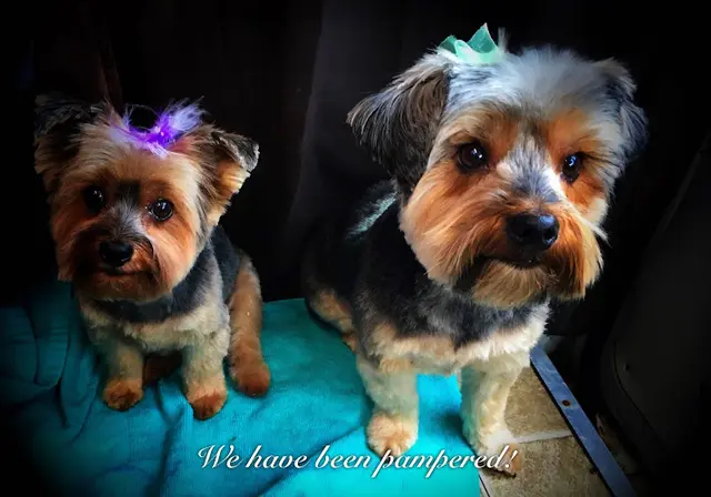 Dog Grooming Signature Pet mobile grooming and pet styling Santa Rosa
