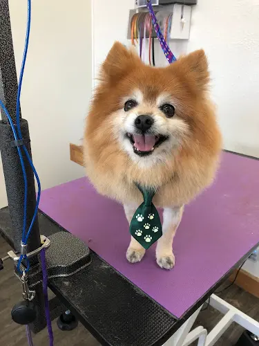 Pet vet Shaggy Tails Dog Salon, LLC Gresham