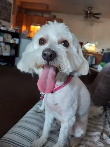 Dog Grooming Happy Tails Pet Spa Rialto