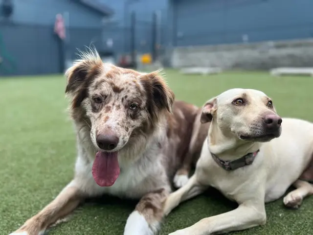 Dog day care center Paws n Pals Doggy Daycare Renton