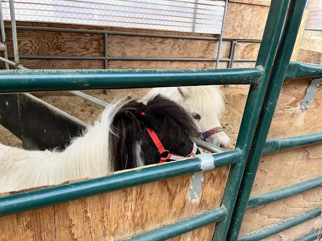Rescue & Shelter Itty Bitty Mini Horse Encounter & Sanctuary Riverside