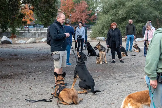 Dog trainer American River Canine Sacramento