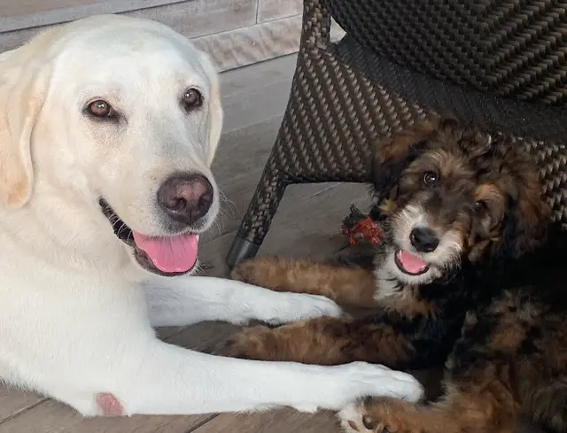 Dog trainer Balanced Dogs Los Angeles