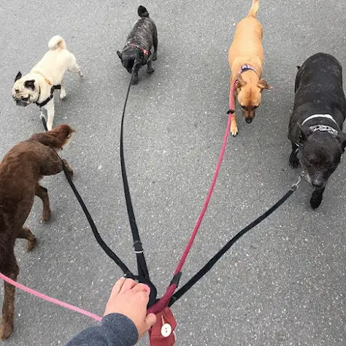 Rescue & Shelter WALK HIKE PLAY LLC / Kirkland Dog Walking Kirkland