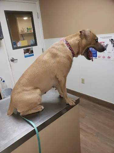 Pet vet Humane Society-San Bernardino San Bernardino