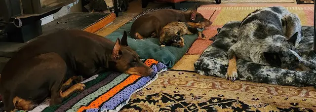 Pet boarding service BluePearl Pet Hospital Portland