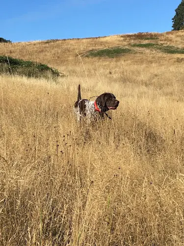 Dog trainer Side by Side Upland Dog Training Salem