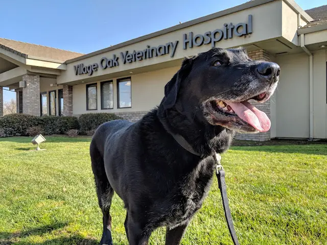 Pet boarding service Village Oak Veterinary Hospital Modesto