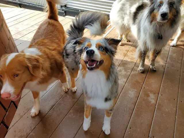 Dog breeder Rex Dog Hotel + Spa Bellingham