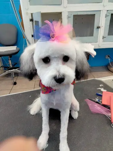 Dog Grooming Blue's House of Grooming Rialto
