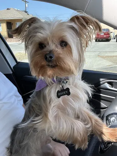 Dog Grooming Spawt On Grooming Burbank