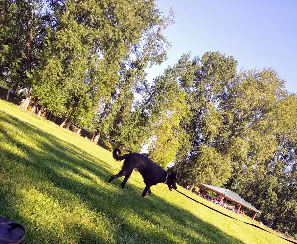 Dog Park Frenchman's Bar Regional Park Vancouver
