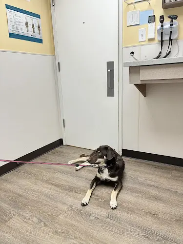 Pet vet Chester Valley Veterinary Hospital Anchorage