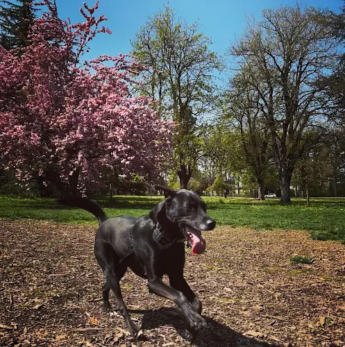 Dog Park Chimney Park Gresham