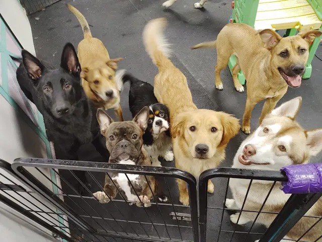 Dog day care center The Muttropolitan Dog Daycare And Boarding Tacoma