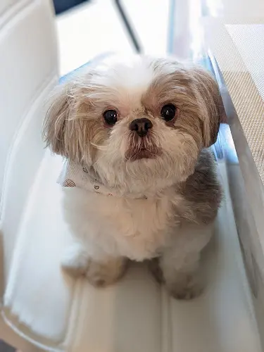 Pet boarding service Dog Grooming PETfectionist San Jose