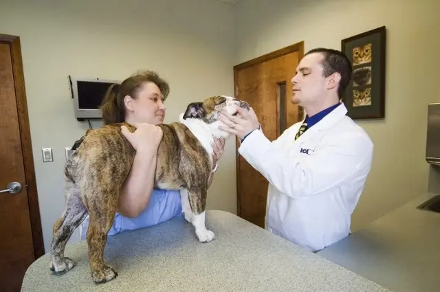 Dog day care center VCA Salem Animal Hospital Salem