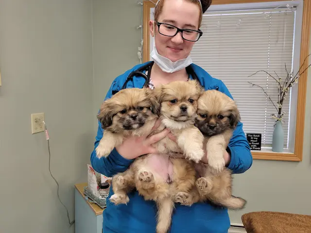Pet vet Wasilla Veterinary Clinic Anchorage