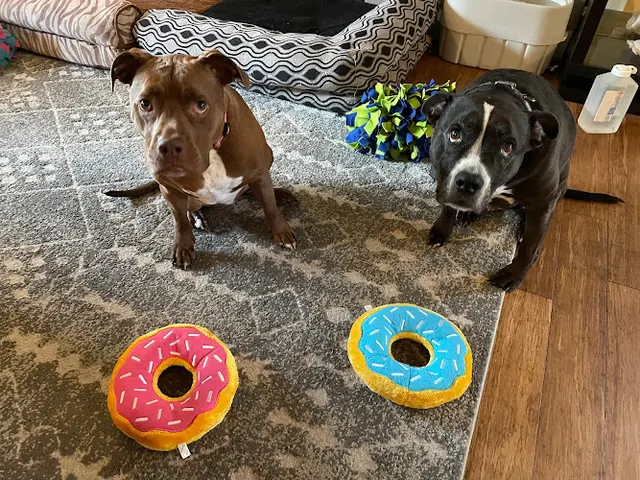 Dog walker Puppernickel Hillsboro