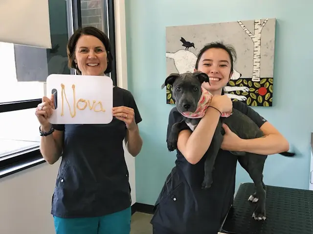 Pet vet Roosevelt Station Vet Care Kirkland