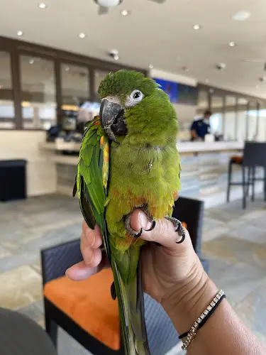 Rescue & Shelter Bird Rescue Center Santa Rosa