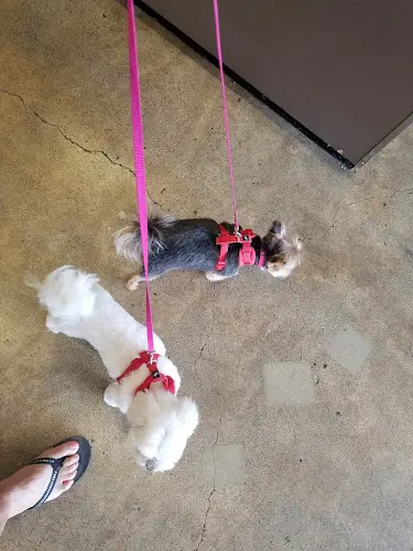 Pet boarding service Super Pets Orange