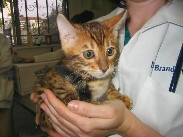 Pet vet Avenues Pet Hospital San Mateo