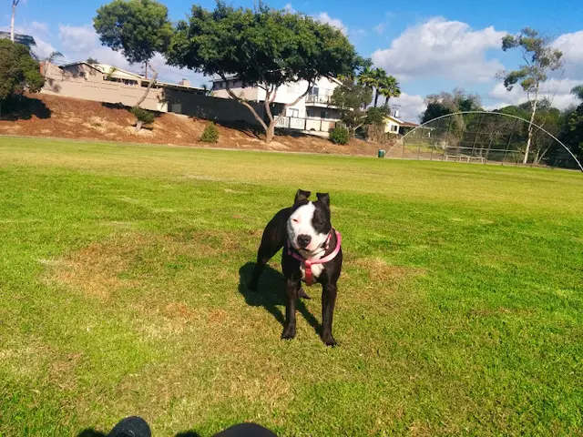 Dog Park Mission Heights Neighborhood Park San Diego