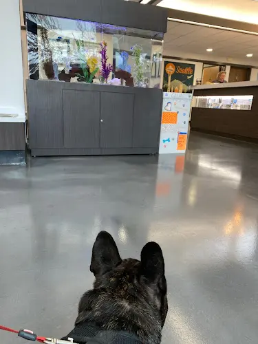 Pet vet Northeast Veterinary Hospital Kirkland