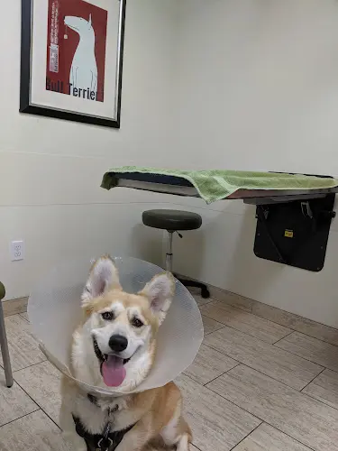 Pet vet VCA Palo Alto Animal Hospital Sunnyvale