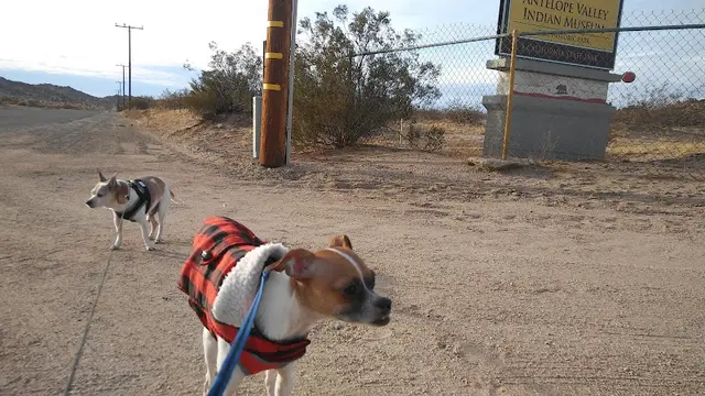 Dog Park Antelope Valley Indian Museum State Historic Park Lancaster