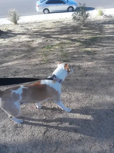 Rescue & Shelter Animal Samaritans SPCA Indio