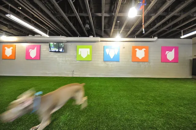 Dog day care center Sniff Dog Hotel Portland