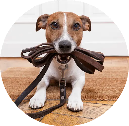 Dog walker Tom Tom's Dog Walking Service Portland