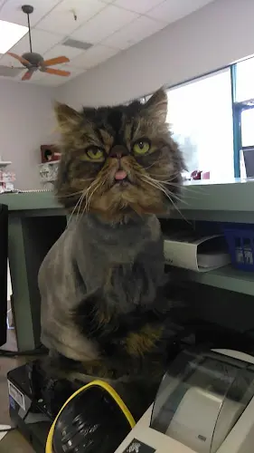 Pet boarding service Feline Veterinary Center Livermore