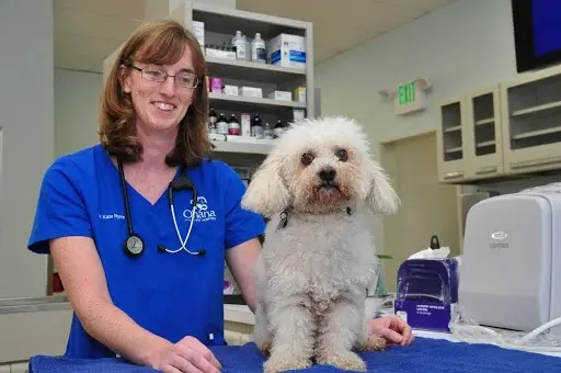 Pet vet Ohana Pet Hospital Ventura