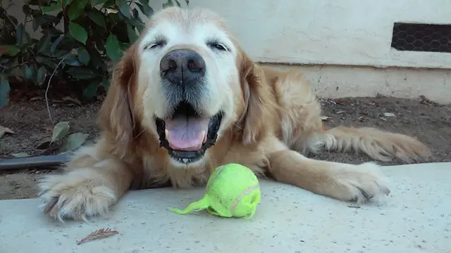 Dog trainer King's Pet Sitting Roseville
