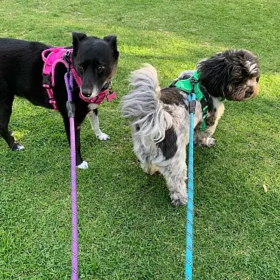 Pet vet Fetch Pet Care West Los Angeles Santa Monica