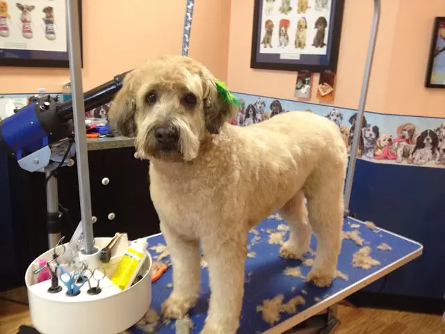 Dog Grooming Desilu's Pet Boutique LLC Everett
