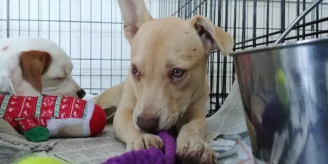 Rescue & Shelter Pet Food Express Sunnyvale