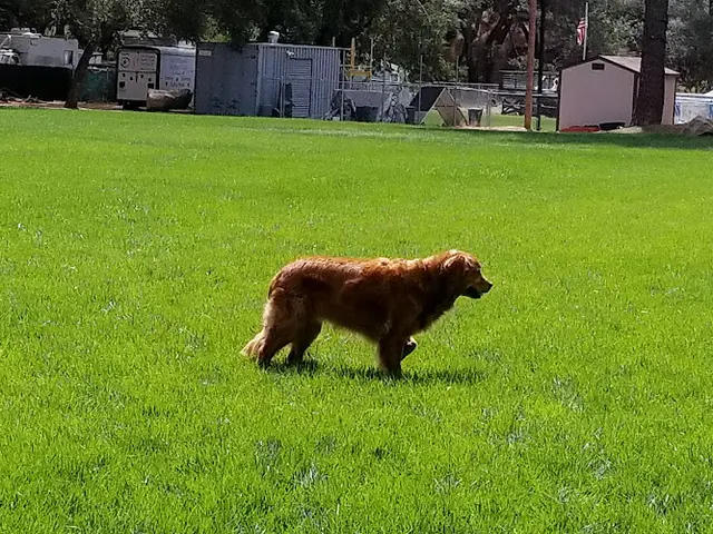 Dog Park Valley Center Dog Dock Temecula