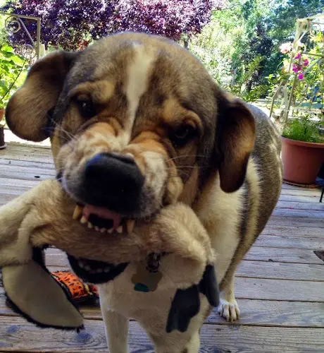 Dog day care center Affinity Pet Services LLC Santa Rosa