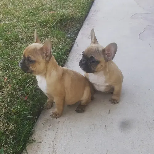 Dog breeder Weros Pet Shop Victorville