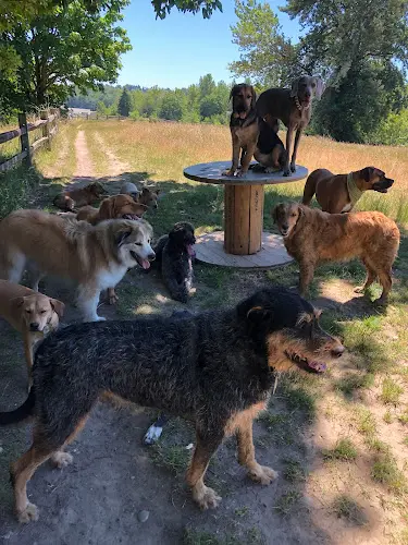 Dog trainer Dog Trots Seattle
