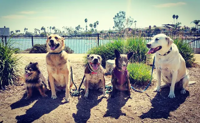 Dog day care center Long Beach Pet Care Long Beach