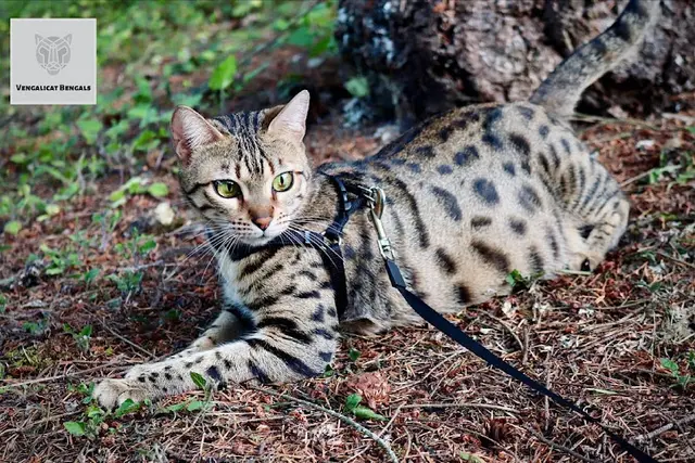 Pet boarding service Vengalicat Bengals Kent