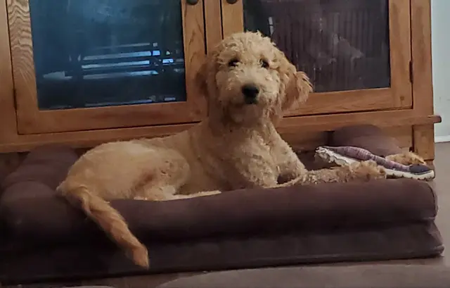 Dog breeder Redding's Poodles & Doodles Redding