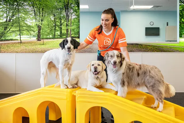 Pet boarding service Dogtopia of Dublin Livermore